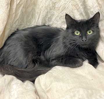 Photo of Stella