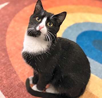 Photo of Hamilton