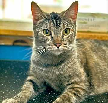 Photo of Meowjo Jojo