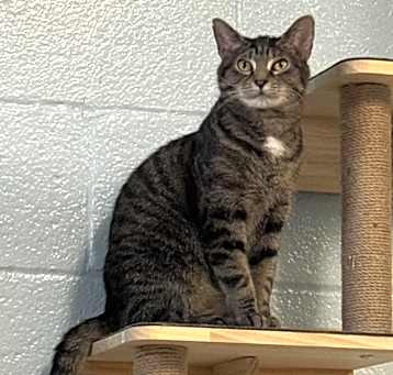 Photo of Fig
