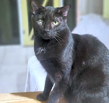 Photo of Frodo