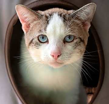 Photo of Ronald
