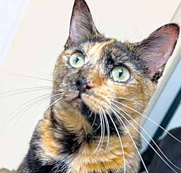 Photo of Callie