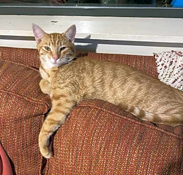 Photo of RUSTY