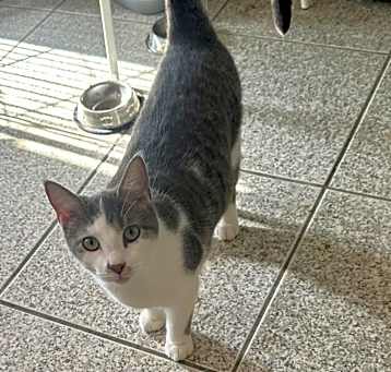 Photo of Skipper