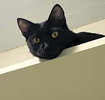 Photo of Doby