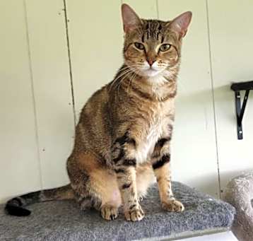 Photo of Latte