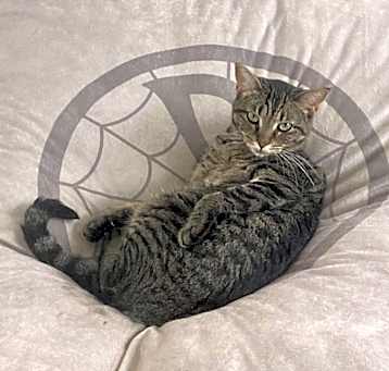 Photo of Gidget