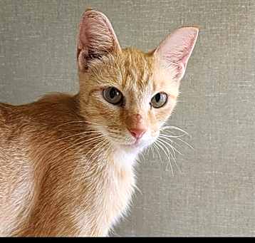 Photo of Macaroni