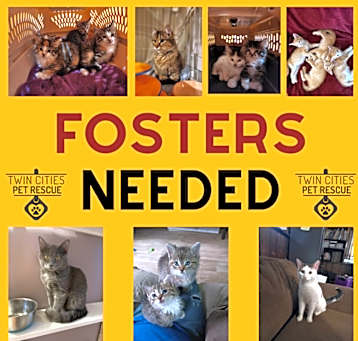 Photo of Cat/Kitten fosters needed!