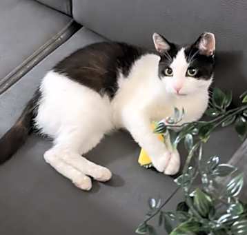 Photo of Fresca