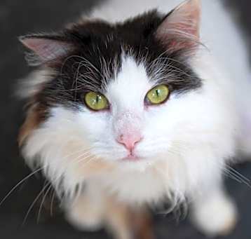 Photo of Precious