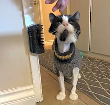 Photo of Chewy
