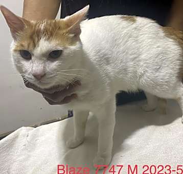 Photo of Blaze 7747