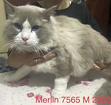 Photo of Merlin 7565