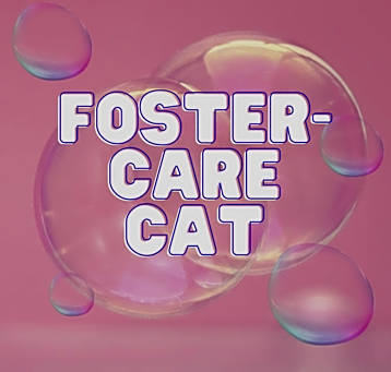 Photo of Foster Care Cat