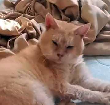 Photo of Puma Creel