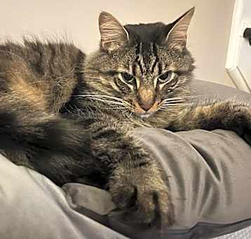 Photo of Oliver