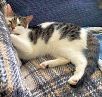 Photo of Muffin