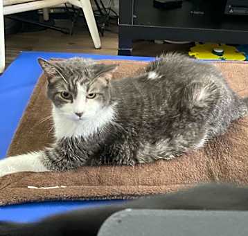 Photo of Buddy
