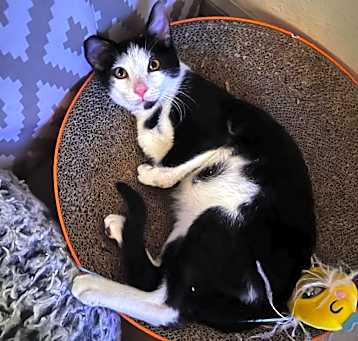 Photo of Thorin