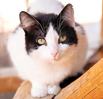 Photo of Brownie