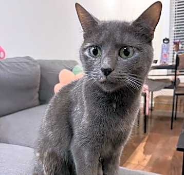 Photo of Pepper
