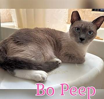 Photo of Bo Peep