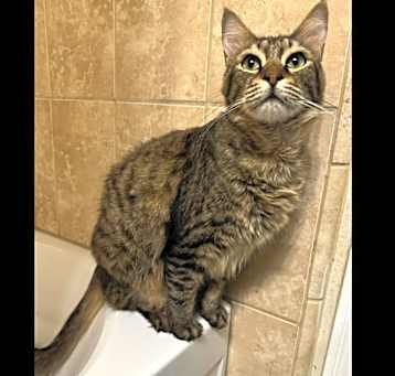 Photo of Cocoa