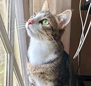 Photo of Oscar