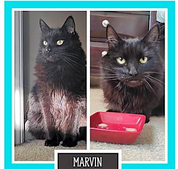Photo of Marvin