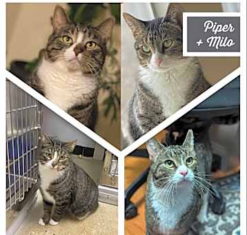 Photo of Milo