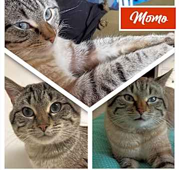 Photo of Momo