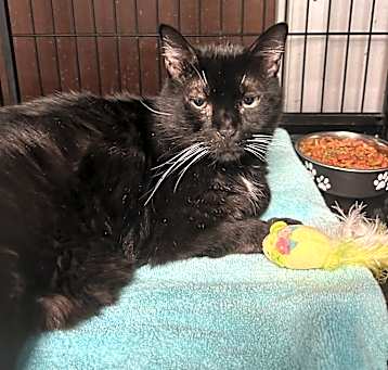 Photo of Midnight