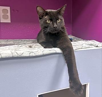Photo of Meowchael Phelps