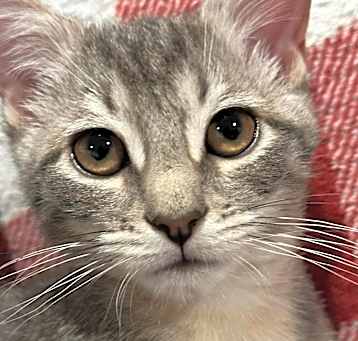Photo of Malibu (Paired with Daisy)