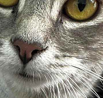 Photo of Sweet Pea