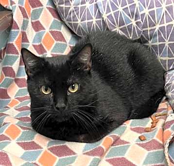 Photo of Smudge