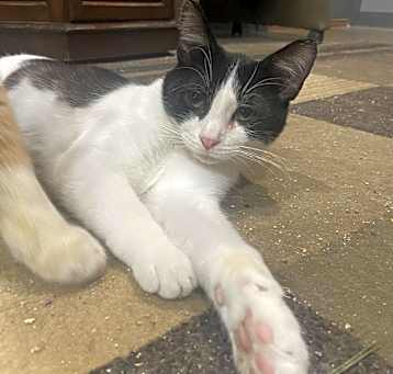 Photo of Dotty
