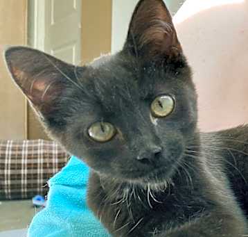 Photo of Ember
