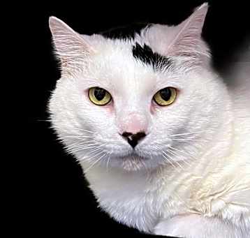 Photo of Buzz