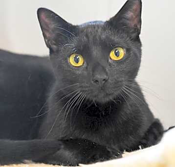 Photo of Chestnut