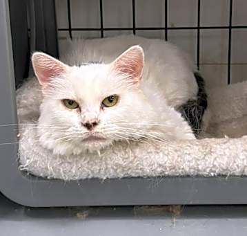 Photo of Sugar