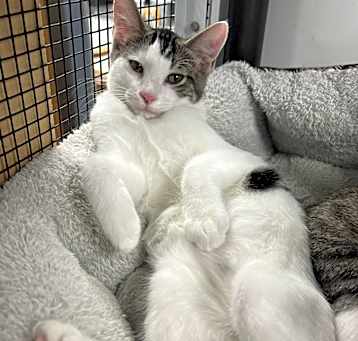 Photo of Sylvester