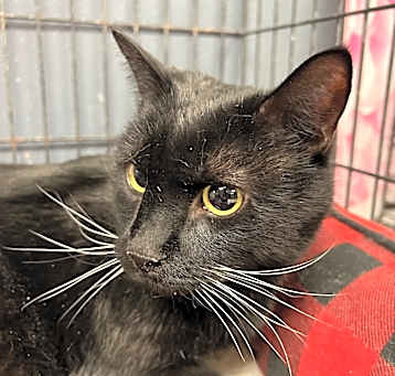 Photo of Binx