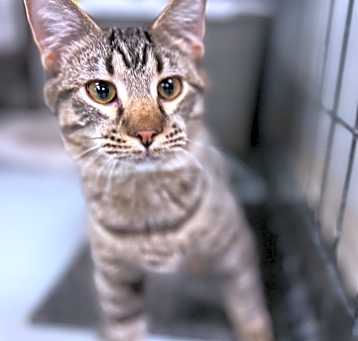 Photo of Louie