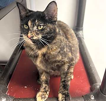 Photo of Maggie