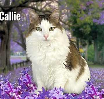 Photo of Callie