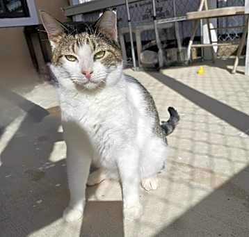 Photo of Simon - Working Cat