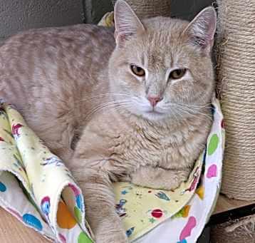 Photo of Nalu - Working Cat